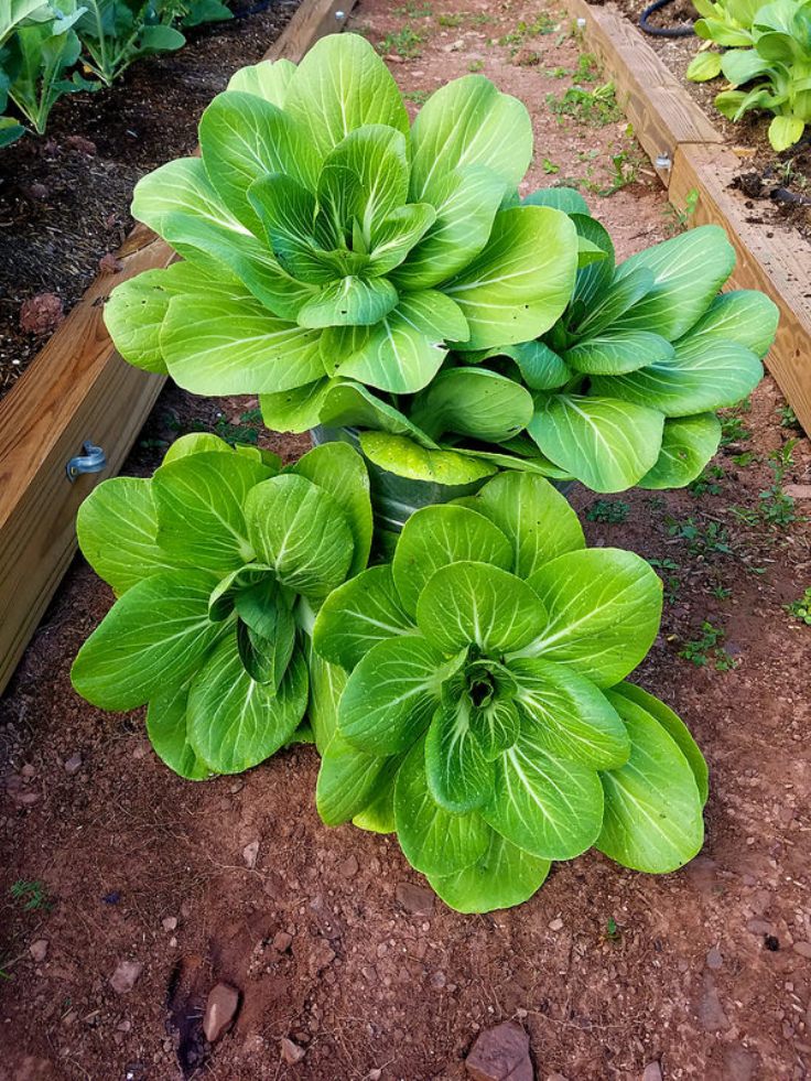 bok-choy