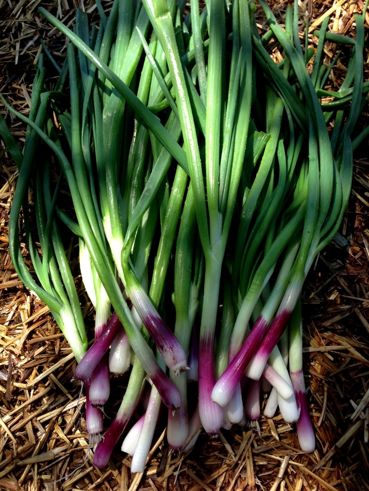 green-onions