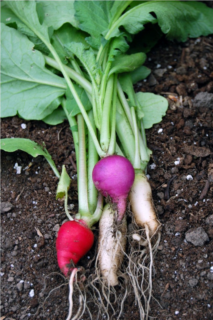 radishes