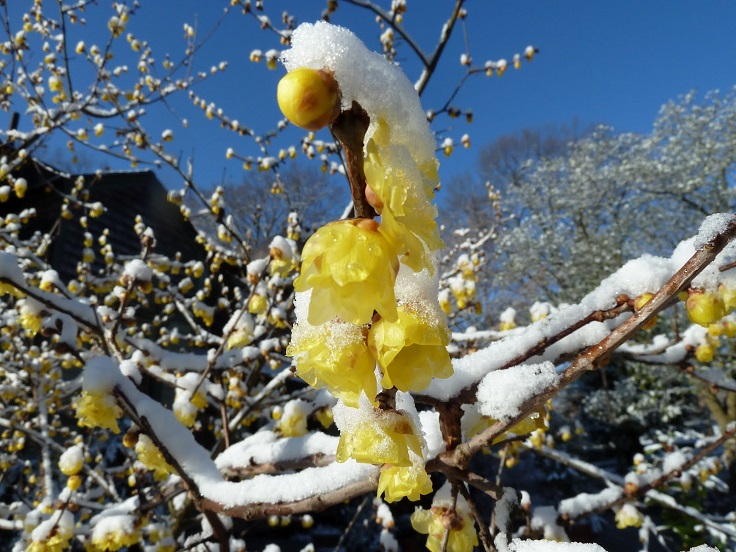 Chimonanthus