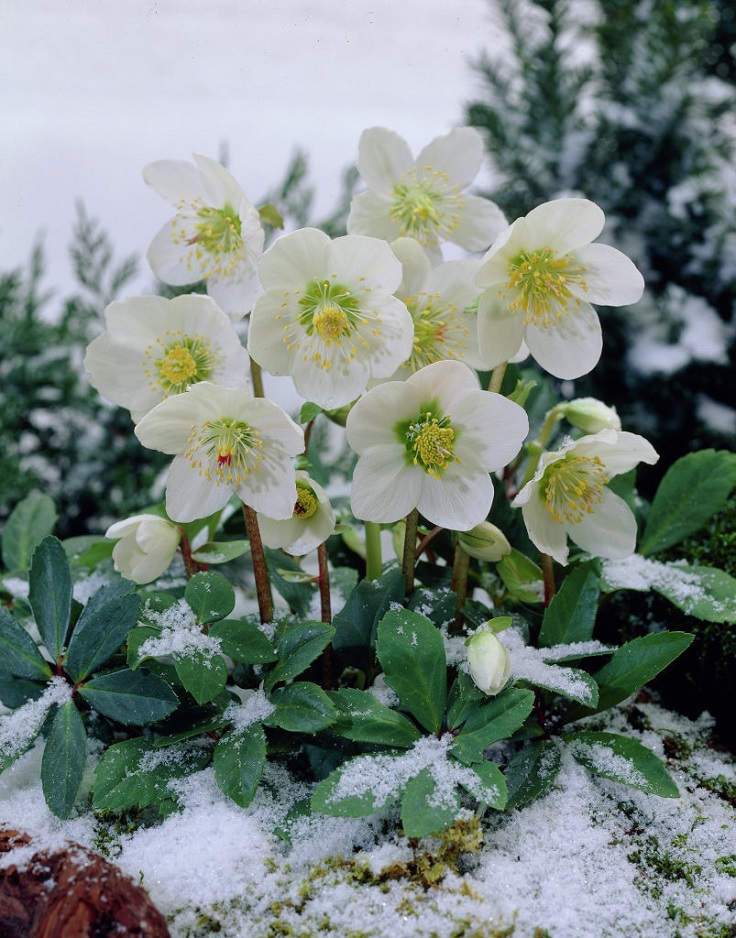 Christmas-Rose