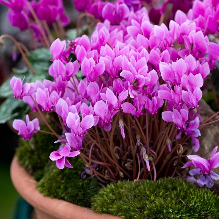 Cyclamen