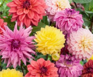 Top 10 Tips on How to Plant, Grow, and Care for Dahlia Flowers