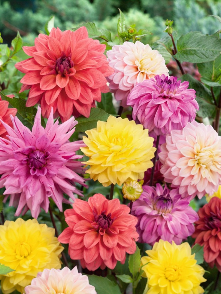 Top 10 Tips On How To Plant Grow And Care For Dahlia Flowers Page 6