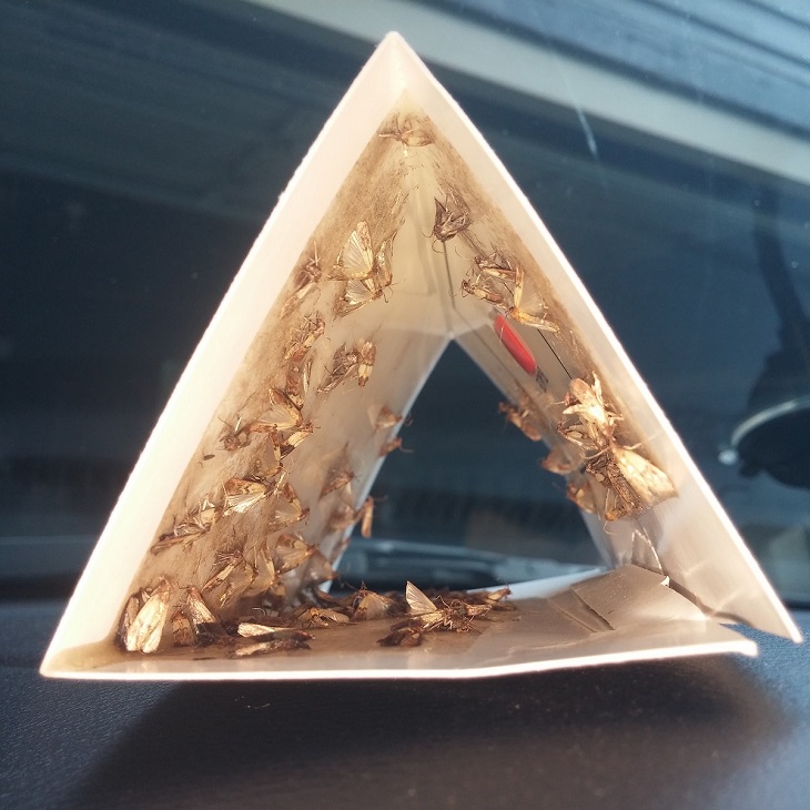 Minivan-Moth-Trap Minivan-Moth-Trap