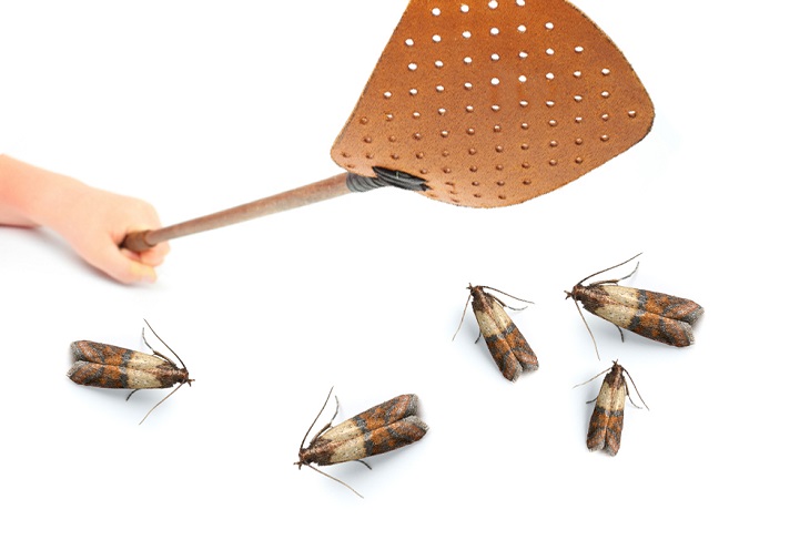 MothsWeb MothsWeb