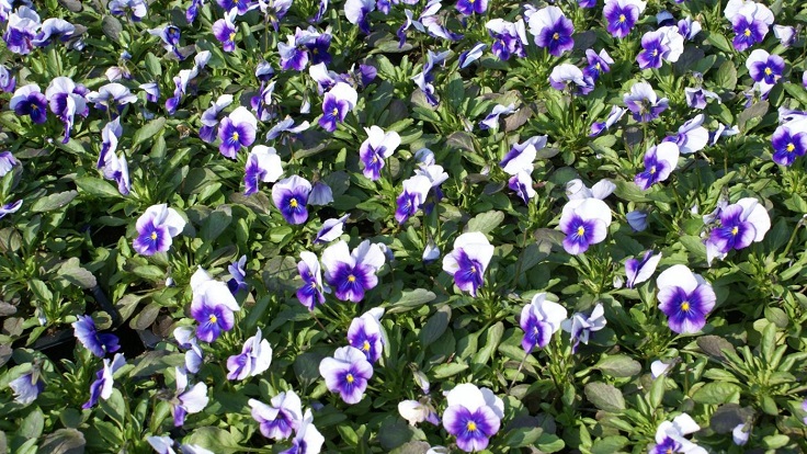 Pansies