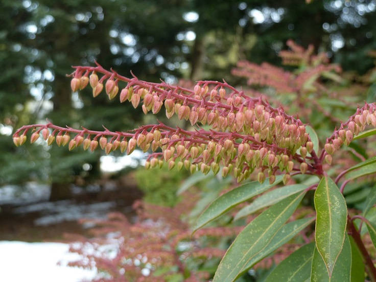 Pieris-Japonica