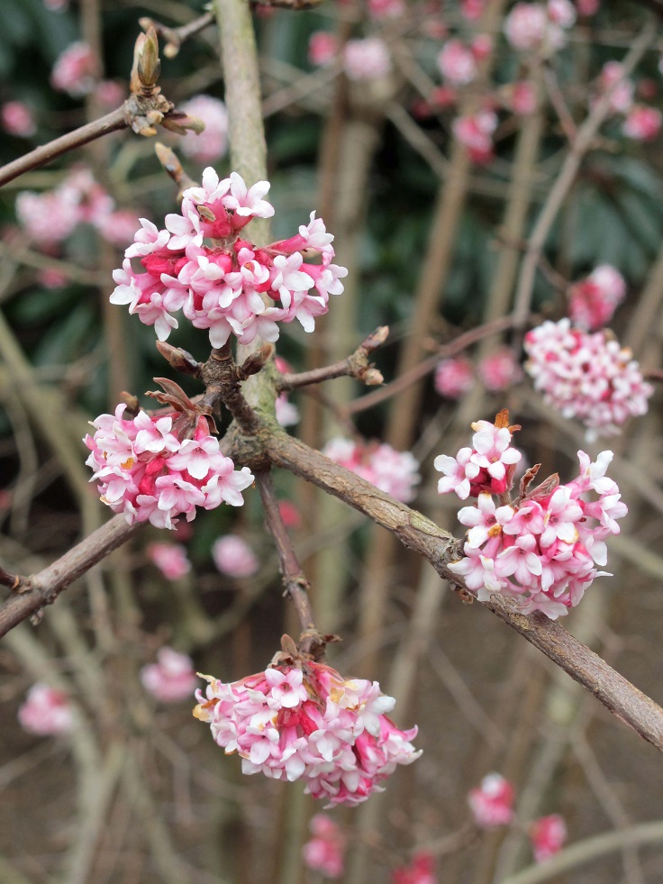 Viburnum-x-bodnantense-Dawn