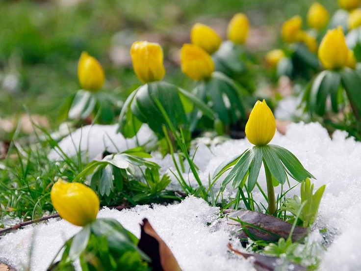 Winter-Aconites