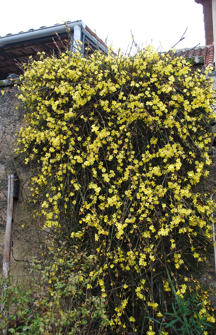 Winter-Jasmine