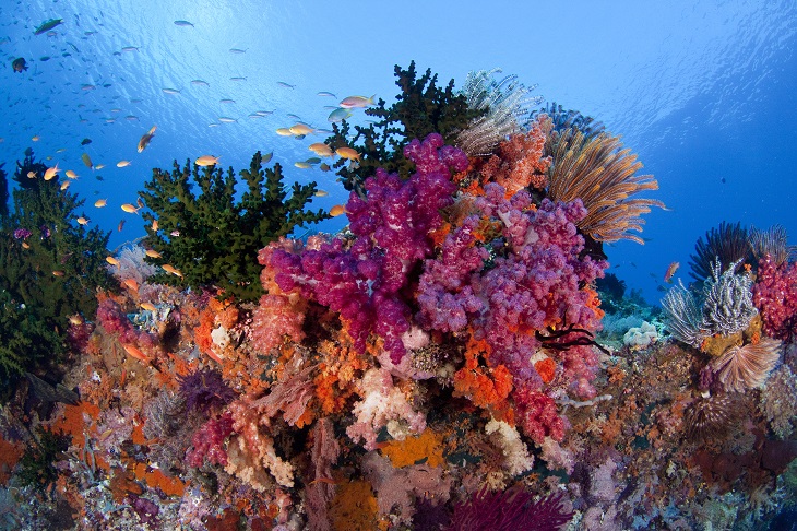 raja-reefs raja-reefs