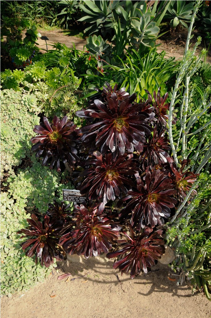 Aeonium-Zwartkop