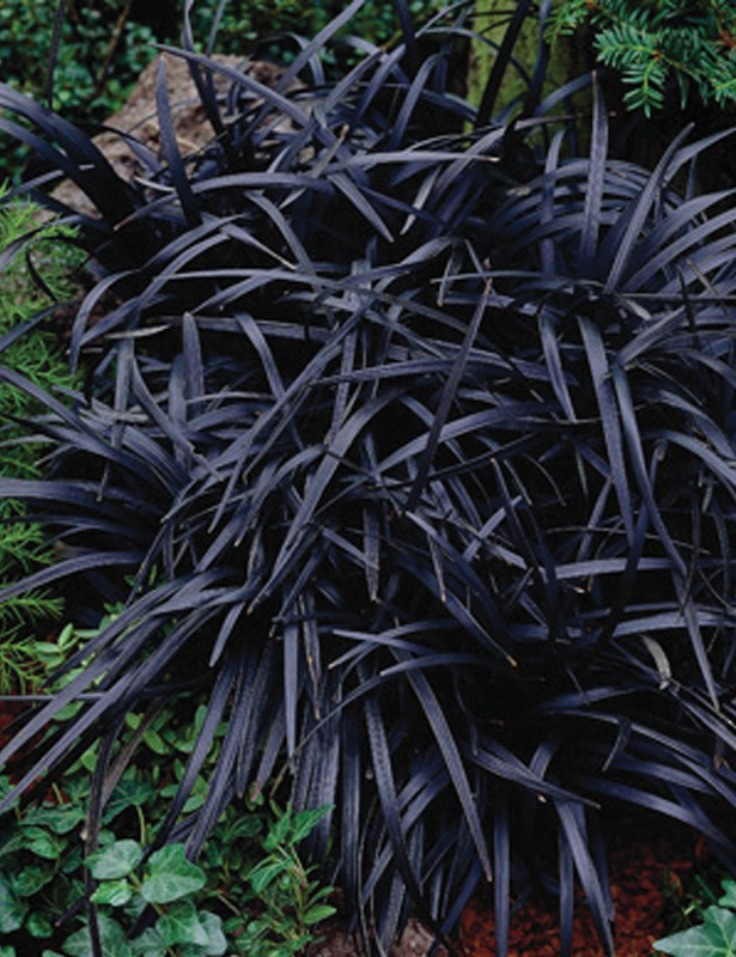 Black-Mondo-Grass