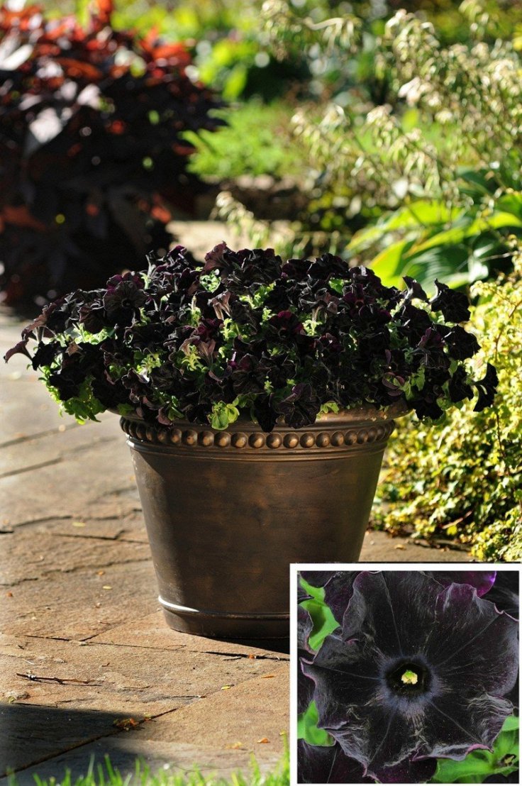 Black-Velvet-petunia