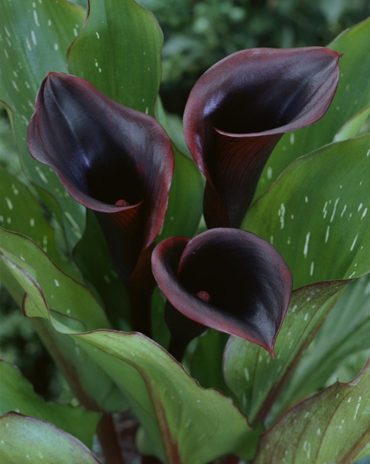 Calla-Lily-‘Black-Star’