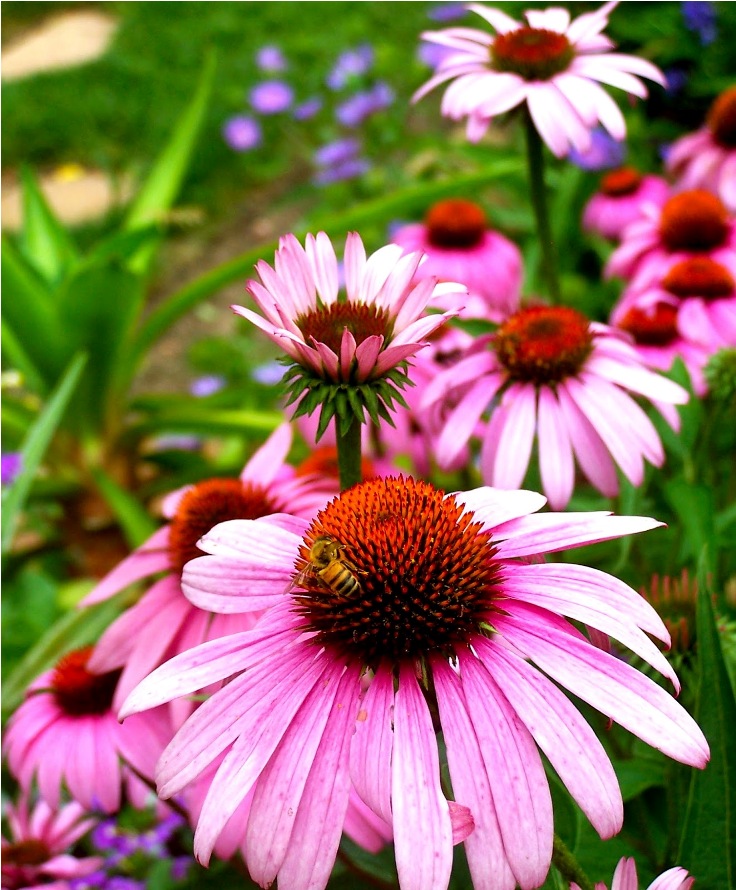 Coneflower-1