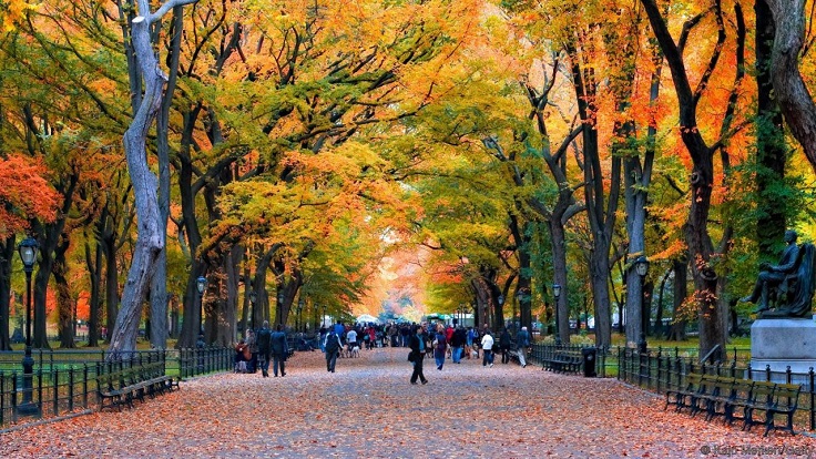 Fall-Leaves-in-Central-Park