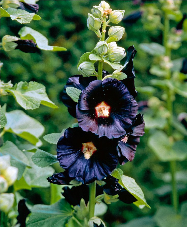 Hollyhock-‘Nigra’