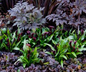 Top 10 Black Flowers and Plants to Add Drama to Your Garden