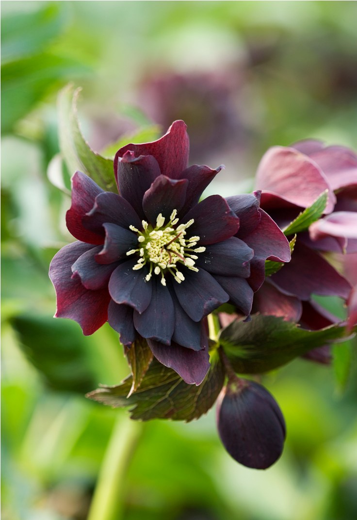 Midnight-Ruffles-hellebore-1