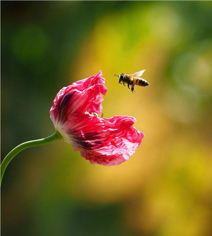 Poppies