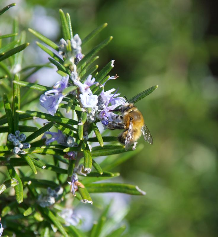 Rosemary