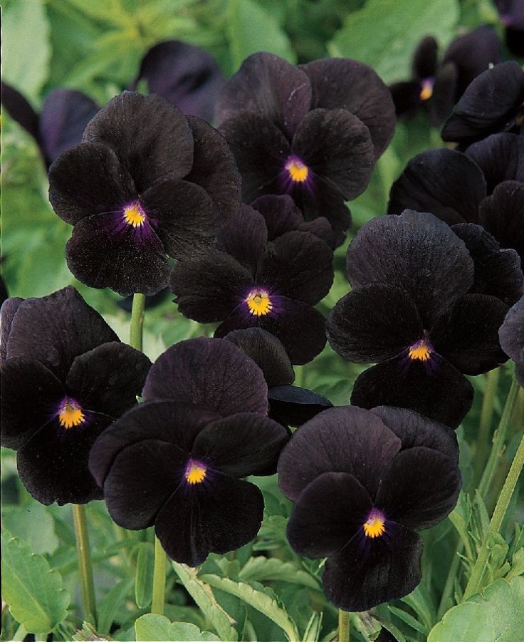 Sorbet-Black-Delight-Viola