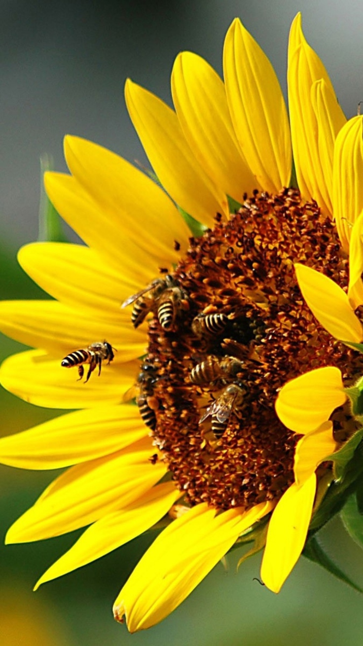 Sunflowers