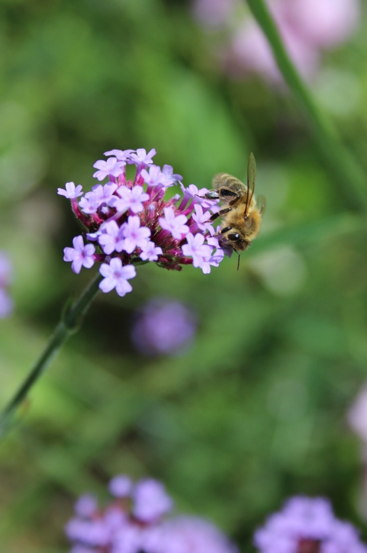 Tall-Verbena