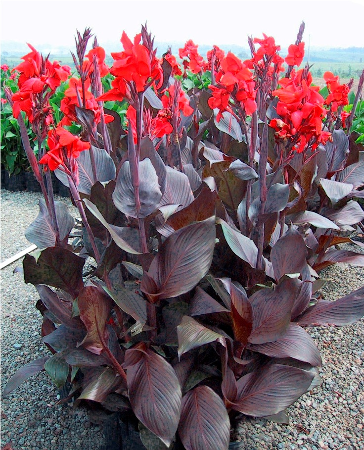 Tropicanna-Black-canna