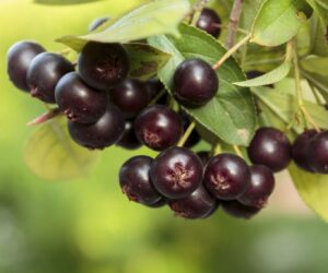 Top 10 Tips on Planting and Growing Aronia Berries (Chokeberries)