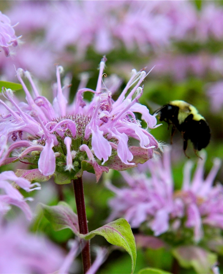 bee-balm