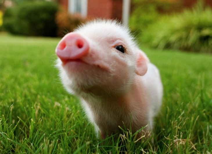 Baby-pig-wallpapers-2