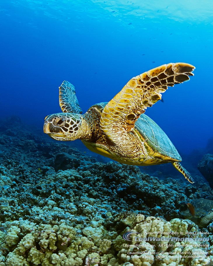 Green-Sea-Turtle-0001-V