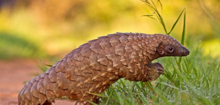 baby-pangolin