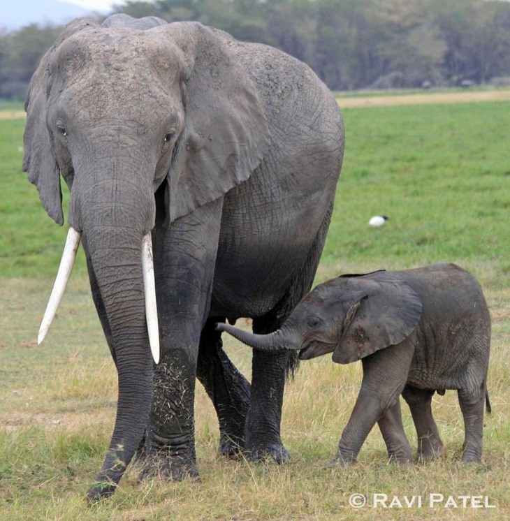 elephant-mother-child-1