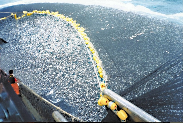 overfishing