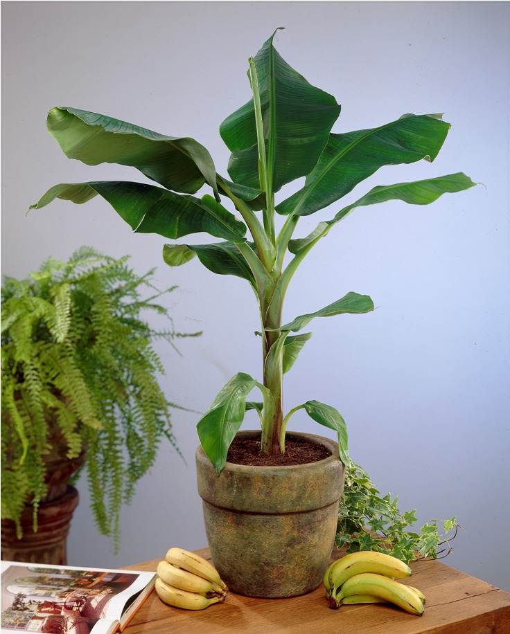 Overwintering-Banana-Trees