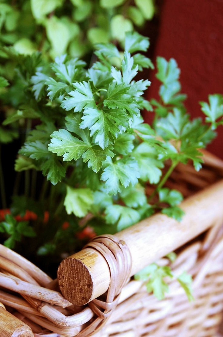 Parsley