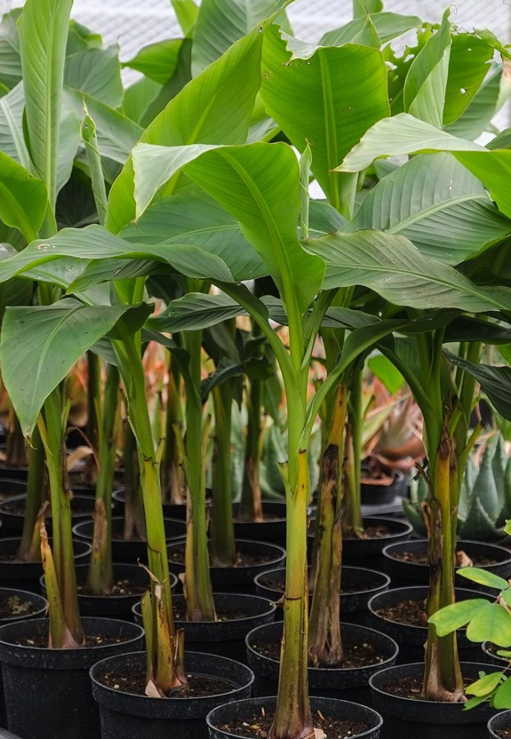 Planting-The-Banana