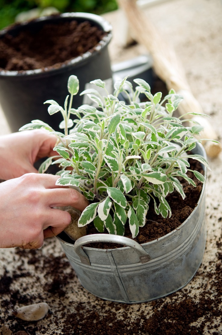 If you don't have the space to grow plants outdoors, there is always the possibility to grow them in your home. It is best to choose plants that are not only tasty to consume but also healthy and healing. There are so many medicinal vegetables, fruits and herbs to choose from.