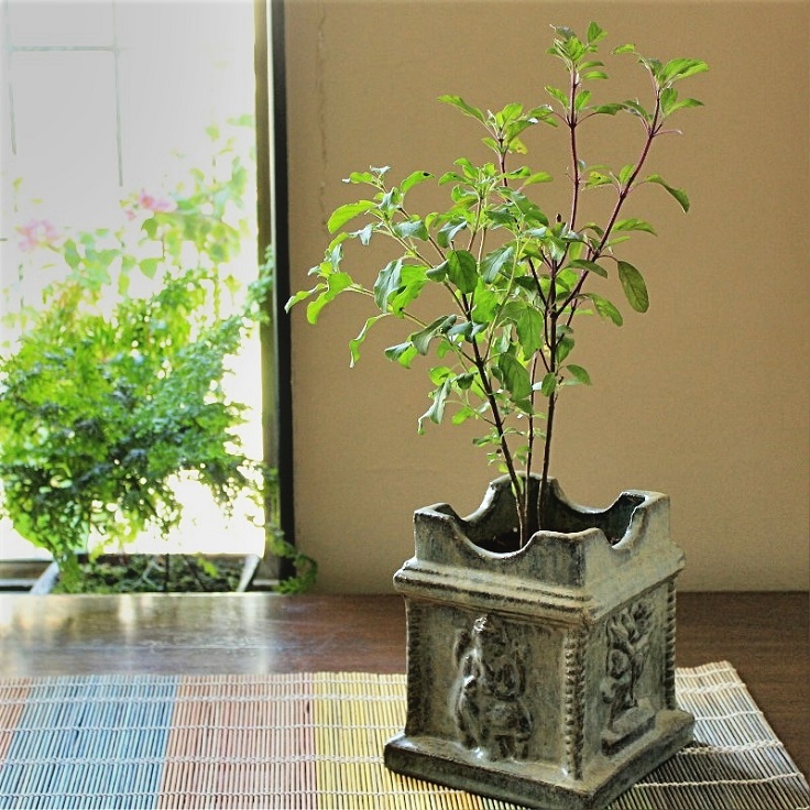 Tulsi-1