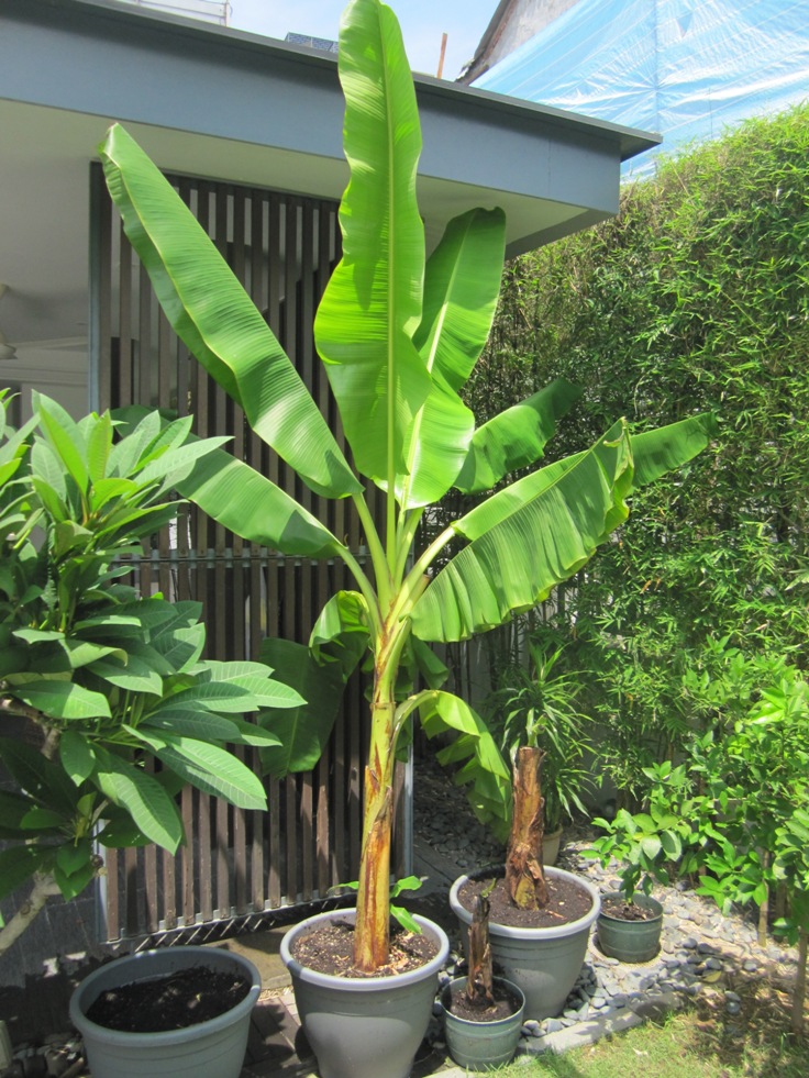 Watering-Your-Potted-Banana