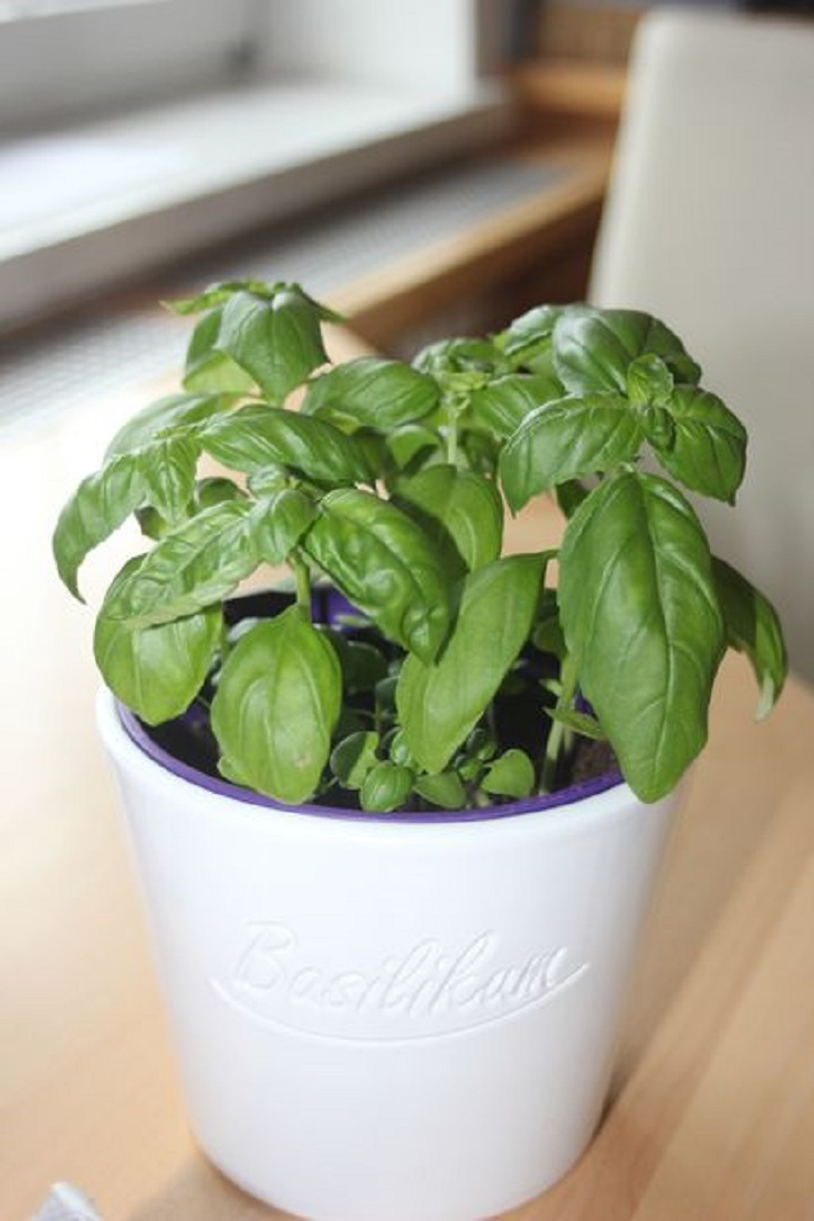 basil