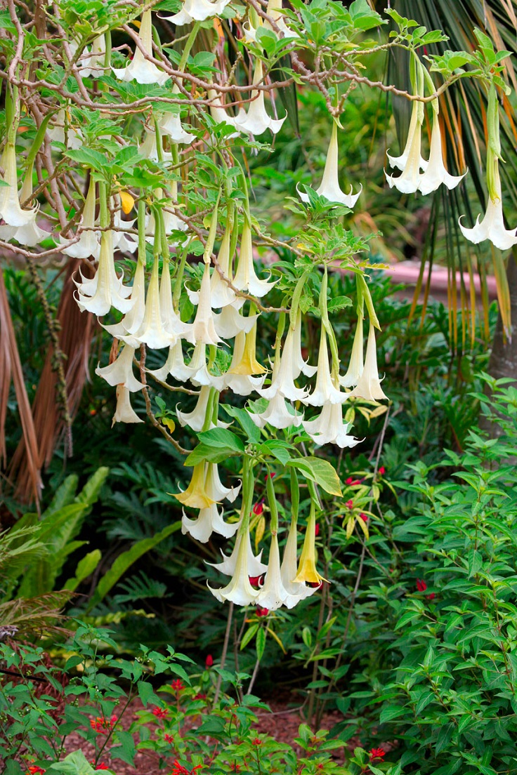 Angels-trumpet