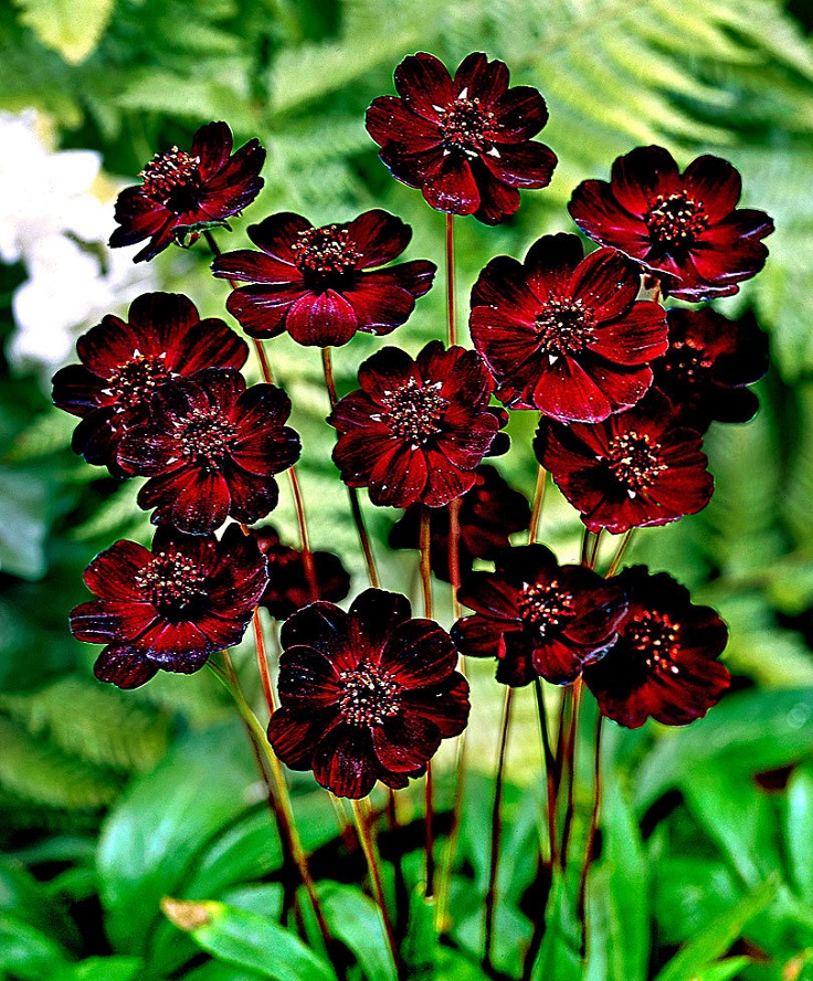 How To Grow And Care For A Chocolate Cosmos Plant