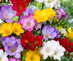 Top 10 of The Most Fragrant Flowers in The World