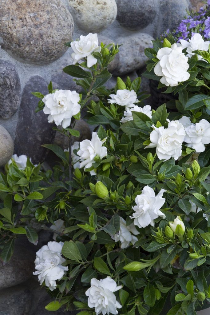 Top 10 of The Most Fragrant Flowers in The World