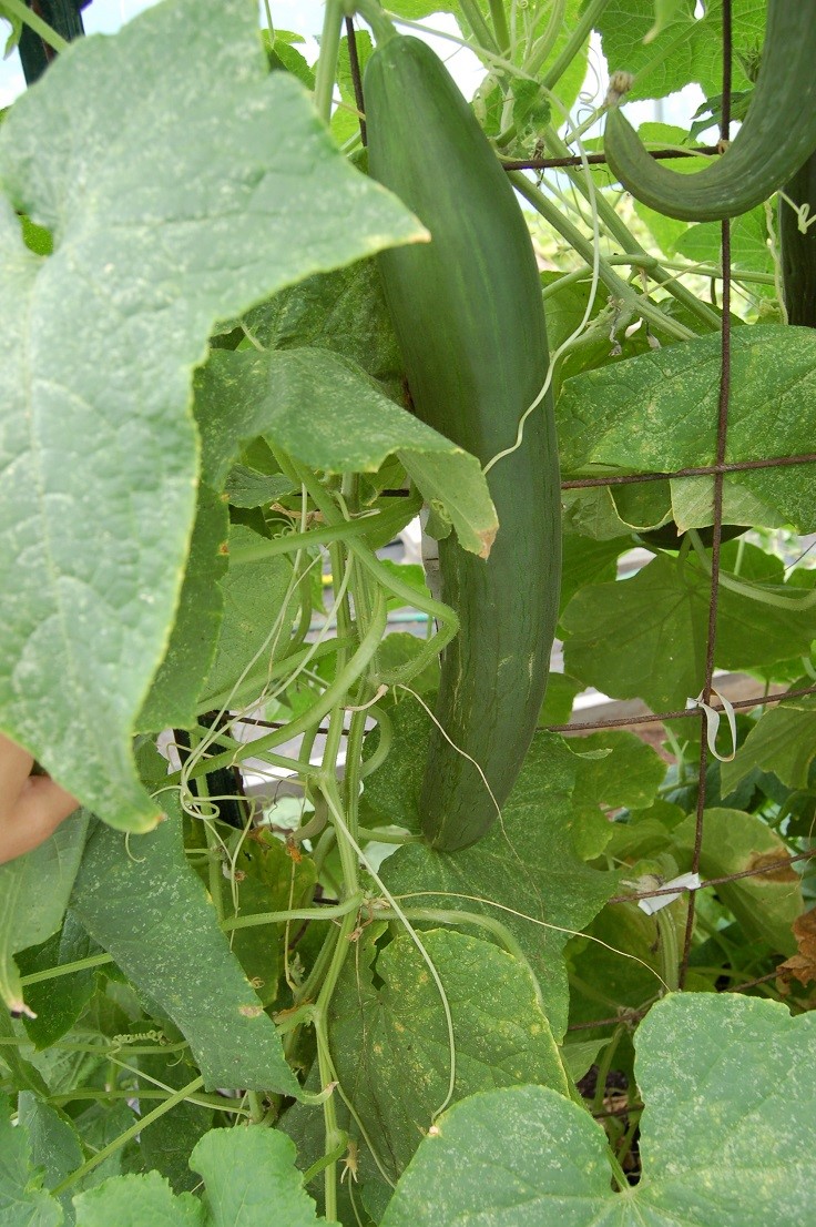 Growing-Indoors